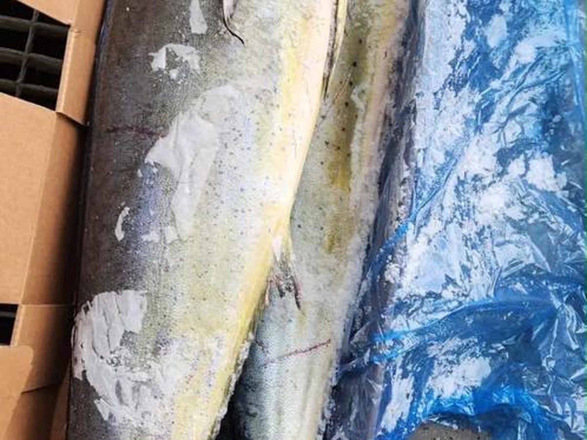 Mahi-mahi entiers congelés en carton