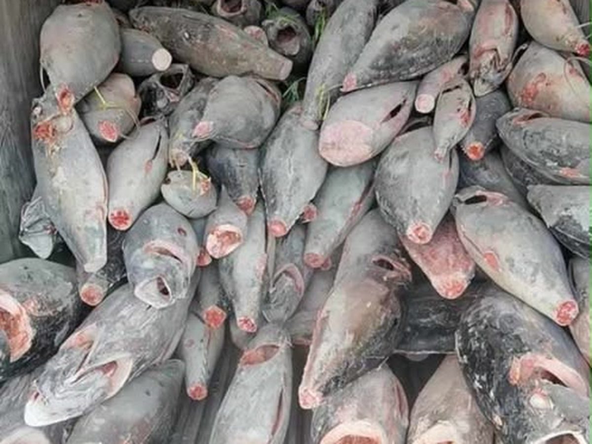 Thon albacore entier congelé chargé en conteneur